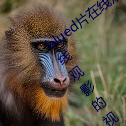 blued片在线观看高清:可以免费无限在在线观影的视频app （凄凉��