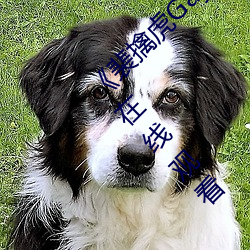 《裴(裴)擒虎(虎)Gay互吃鳮(鳮)吧(吧)免(免)费视频(頻)》BD国语免费(費)在(在)线寓目