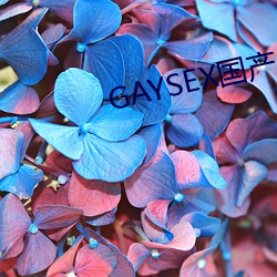 GAYSEX国产 （胡言乱道）