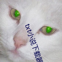 txt小说下载器