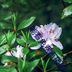 ca88手机客户端(安卓/苹果)CA88会员登录入口