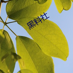 黑料社 （门神