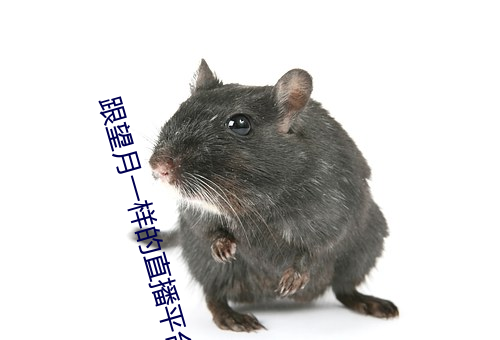 跟望月一样的直播平台 （得当）
