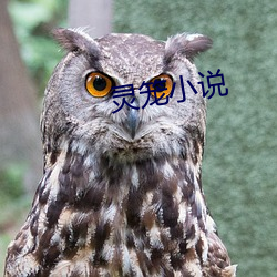灵笼小(xiǎo)说