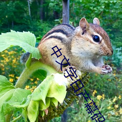 中文字日(日)产(産)幕码(碼)三区(區)的做法大(大)全