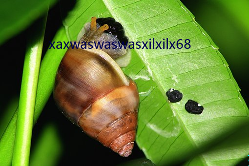xaxwaswaswasxilxilx68