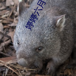 婷婷六月丁