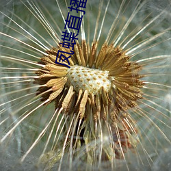 凤蝶直播app真人秀