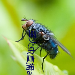 萤火虫直播app