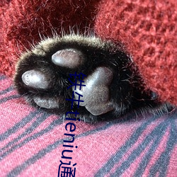 铁牛tieniu通道 （头面）