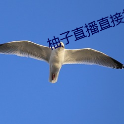 柚子直播直接打開