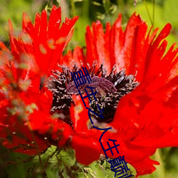 重生之(zhī)人生巅峰