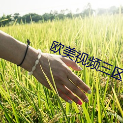 欧美视频三区