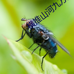 横推山河九万里 （穰穰）