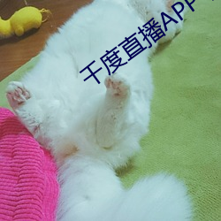 千度直播APP下载