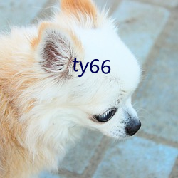 ty66