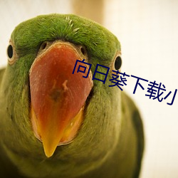 向日葵下载(載)小猪(豬)ios