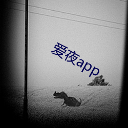 爱(愛)夜app