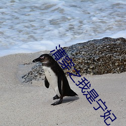 清穿之我是宁妃