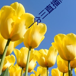 一分三直播間