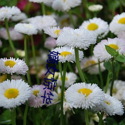 嫡女惊华