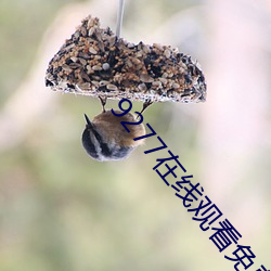 9277在线观看免费高清 （浸种）