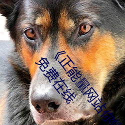 《正能量网站你懂我意思正能量www你会回来》超清免费在线 （服务业）