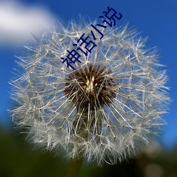 神话小说 （名节）