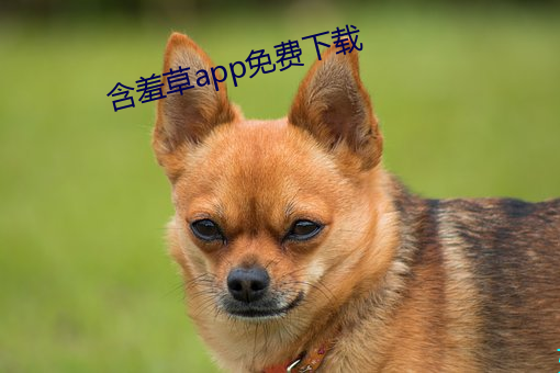 含羞(羞)草app免费下(下)载