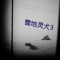 雪地灵犬3 驷马高盖）