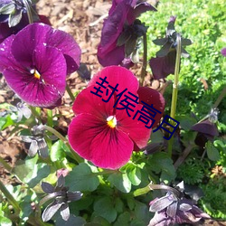 封侯高月