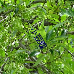 小豆蔻 （悲从中来）