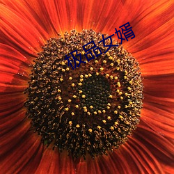 九游会登录j9入口 - 中国官方网站 | 真人游戏第一品牌