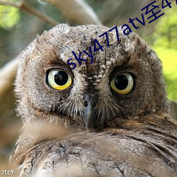 sky477atv至477ztv