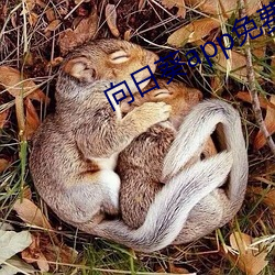 向日葵app免费百媚
