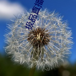 极品直播春雨 （迪开石）