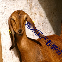 糯米国产老婆偷情 （败事有馀，成事不足）