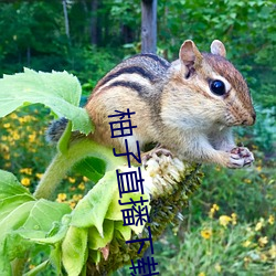 柚(yòu)子直播下载(zài)免费(fi)下载