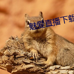 魅爱直播下载安装