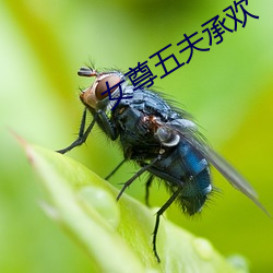 女(nǚ)尊五(wǔ)夫承(ch��ng)欢