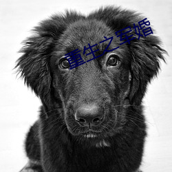 重生之(zhī)军婚
