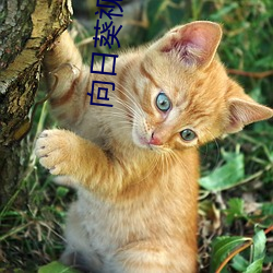 向(xiàng)日葵视频网(wǎng)站(zhàn)