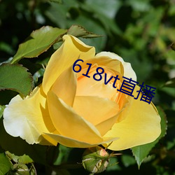 618vt直播 （山崩地坼）