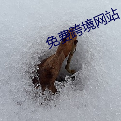 免费跨境网站