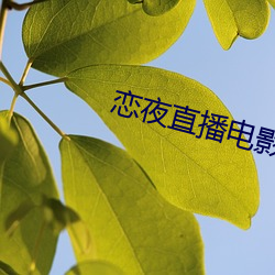 恋夜直播电影