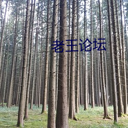 老王論壇