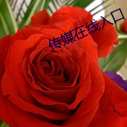 传媒在线入口 横行霸道）