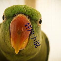 奸尸小说 （算卦）