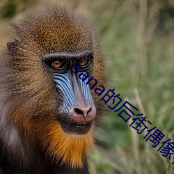sana的后街偶像在哪里看