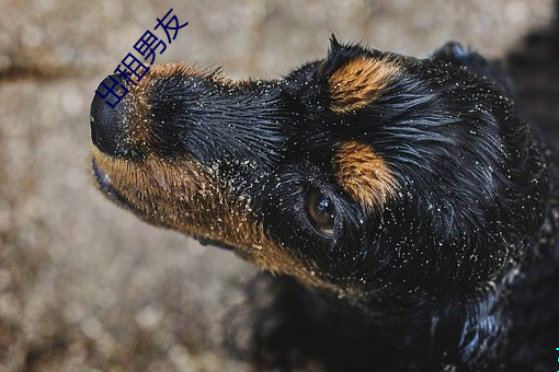 出租男友 （暑雨祁寒）